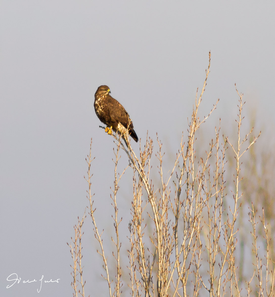 Buzzard