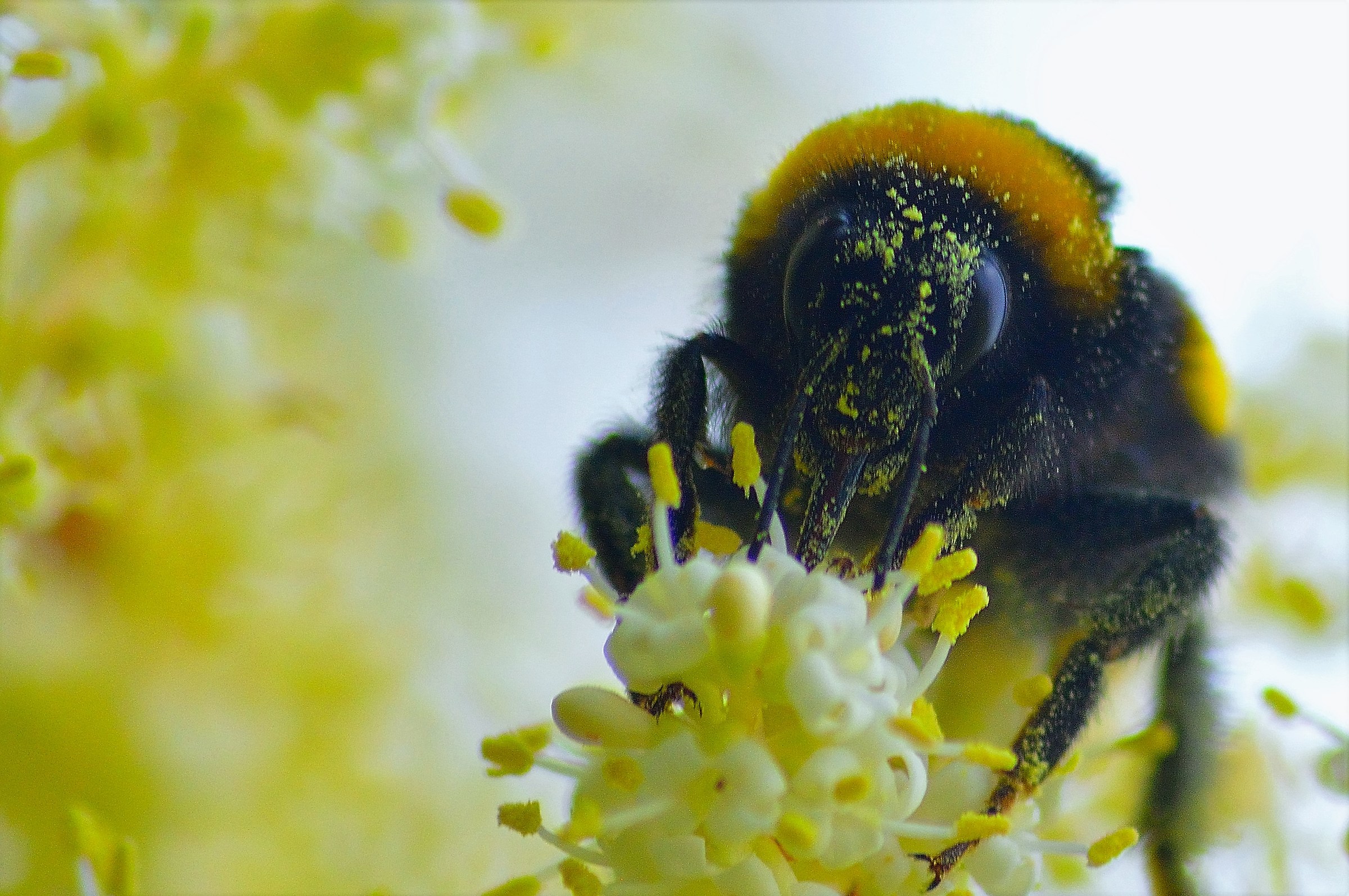 Bumblebee with nectar