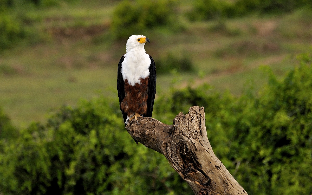 African Fish Eagle. Queen Elizabeth NP, Uganda.