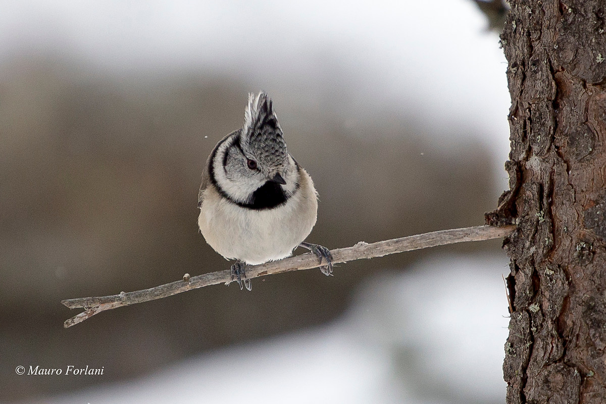 Crested tit
