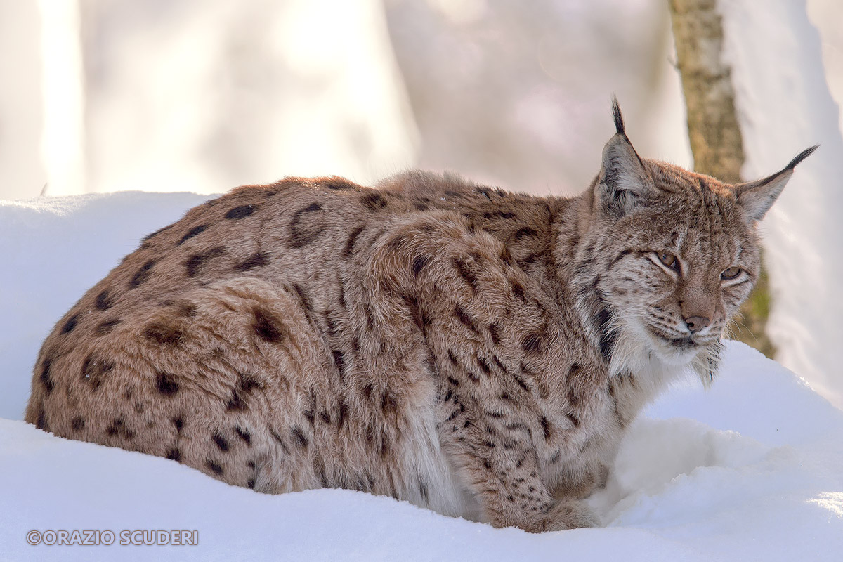 Linx Linx (Bayerischer Wald)