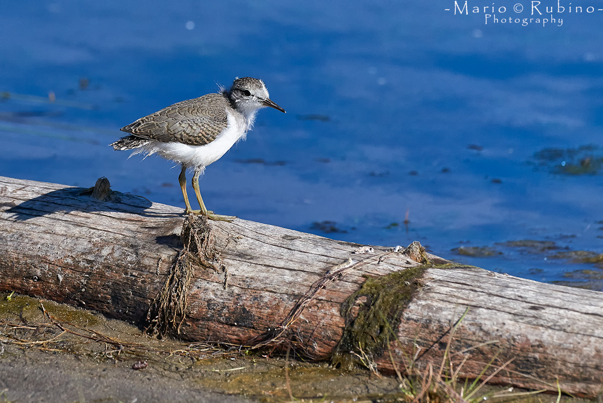 Yellowstone Sandpiper?