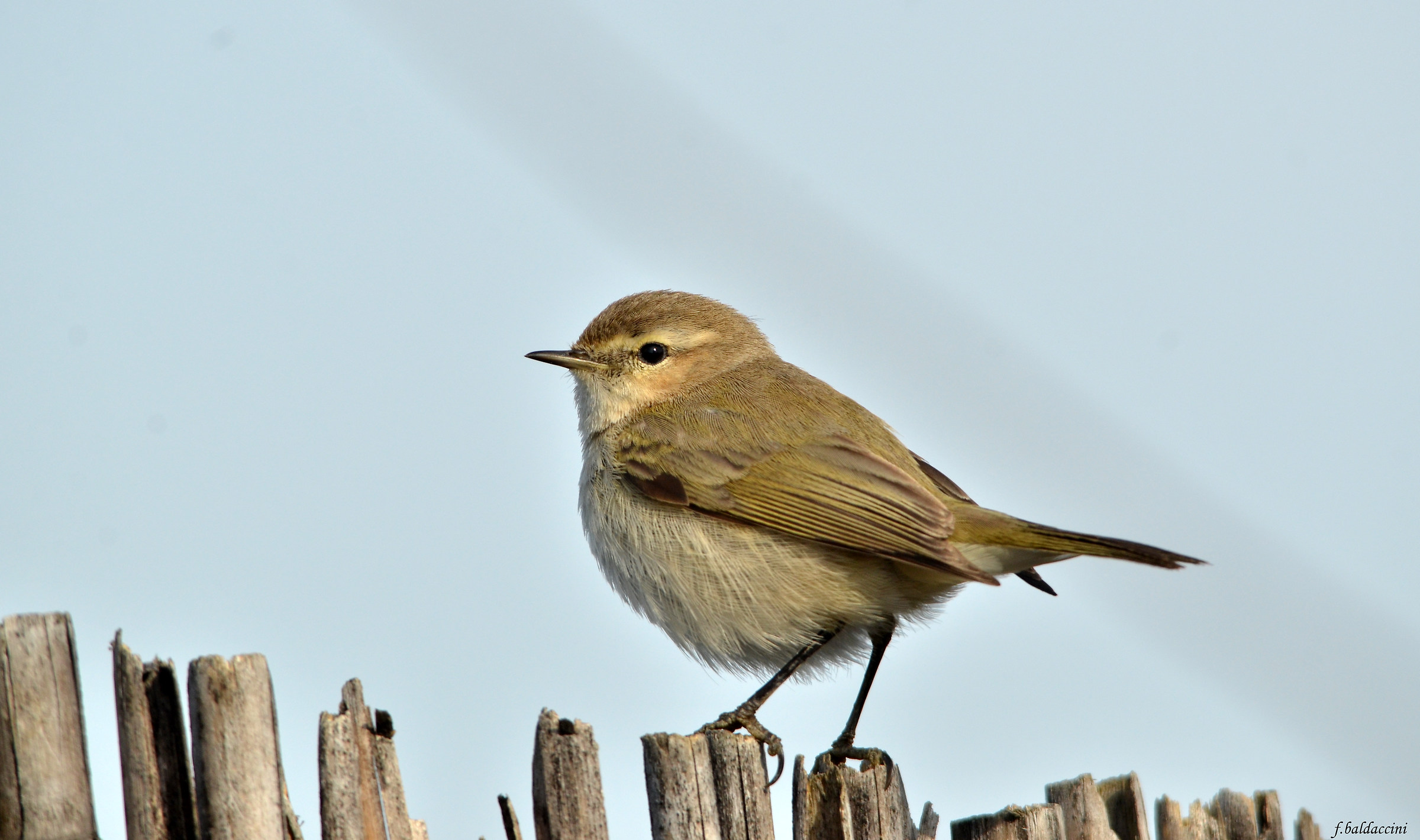 Chiffchaff