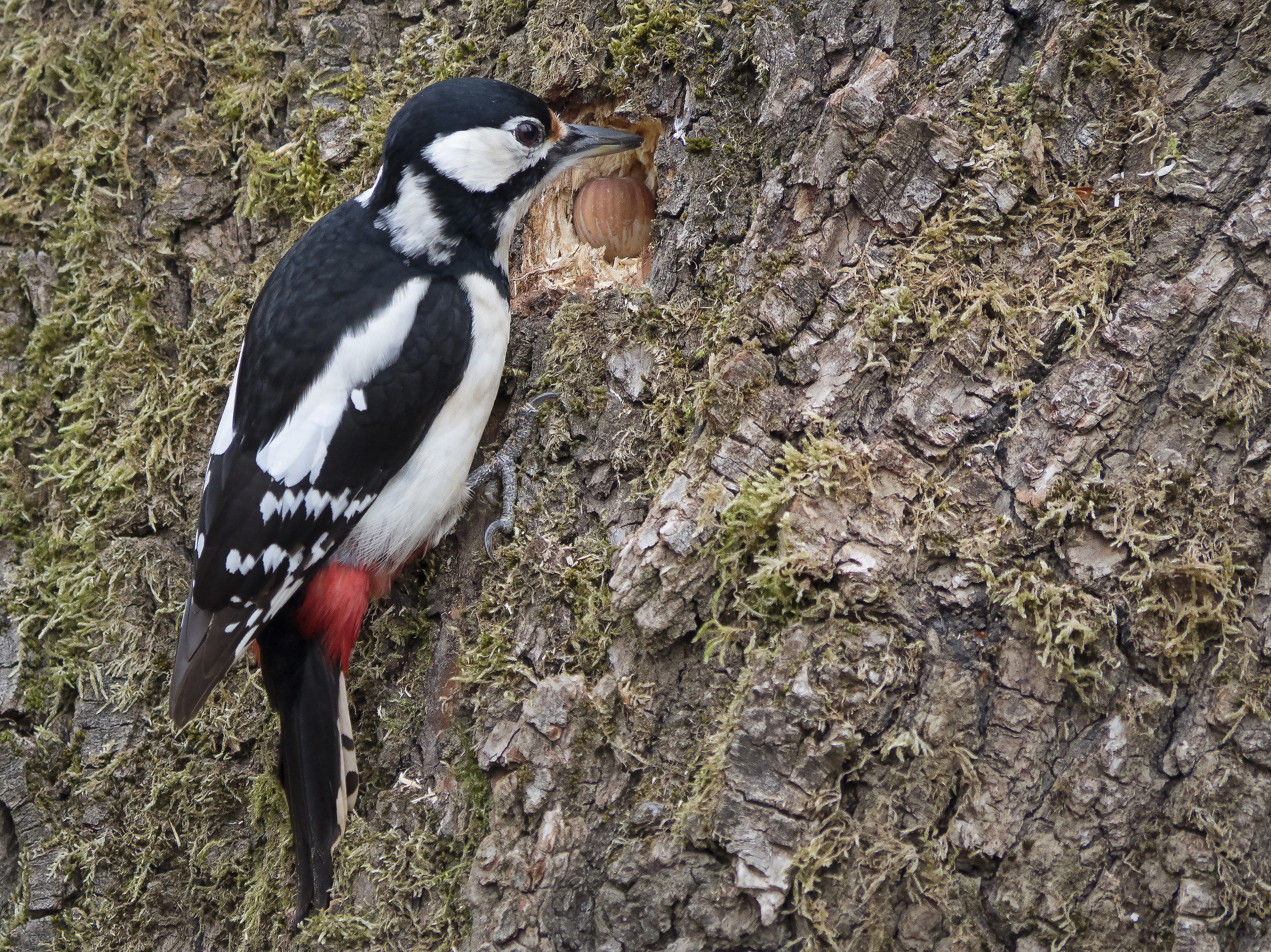 Spotted Woodpecker