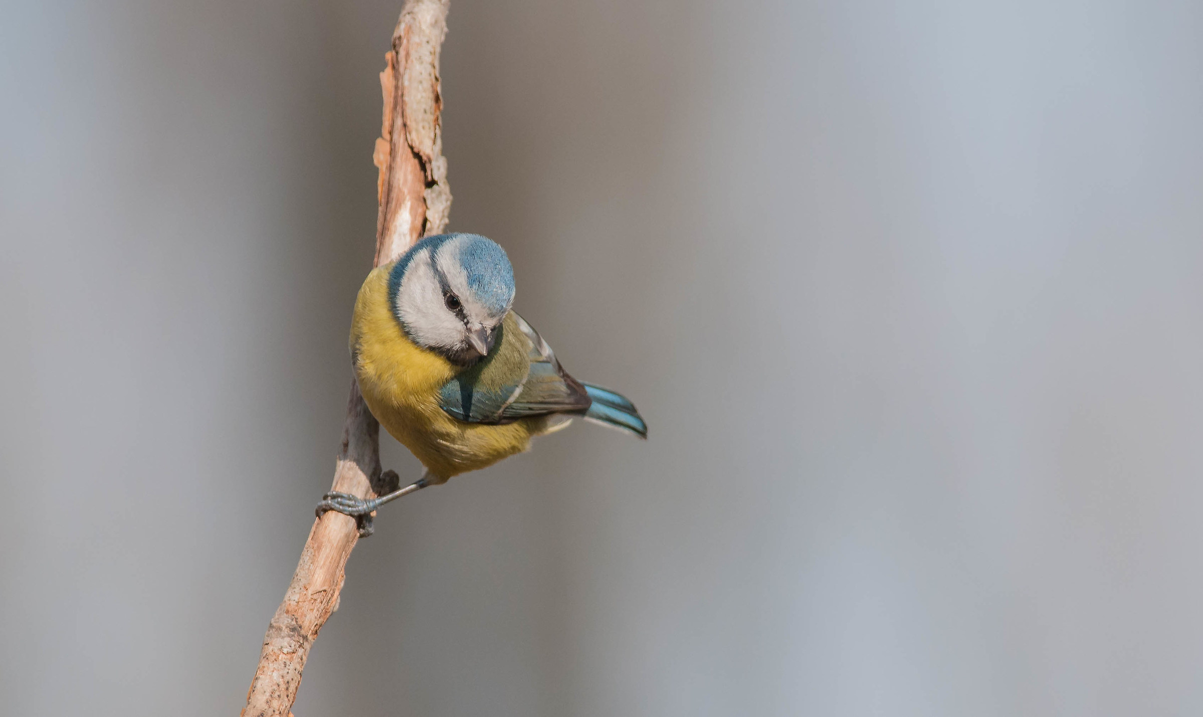 surèna (cinciarella)