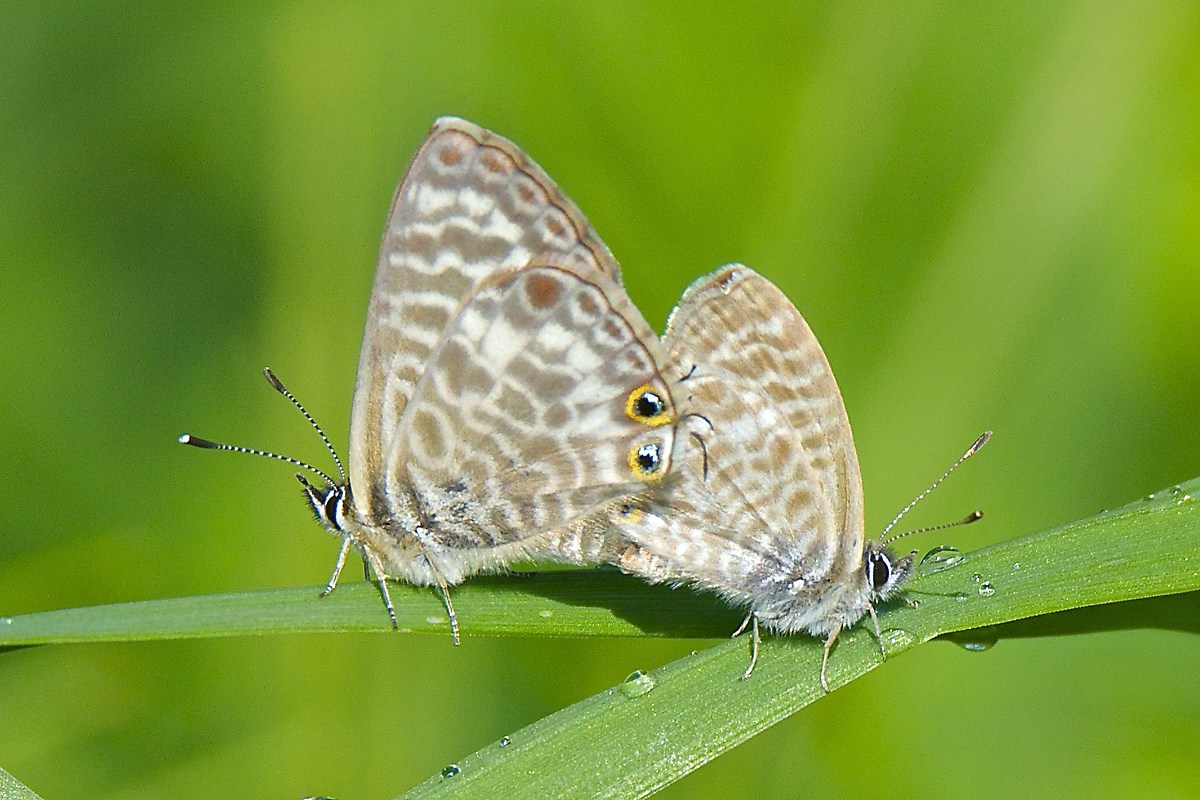 Leptotes pirithous