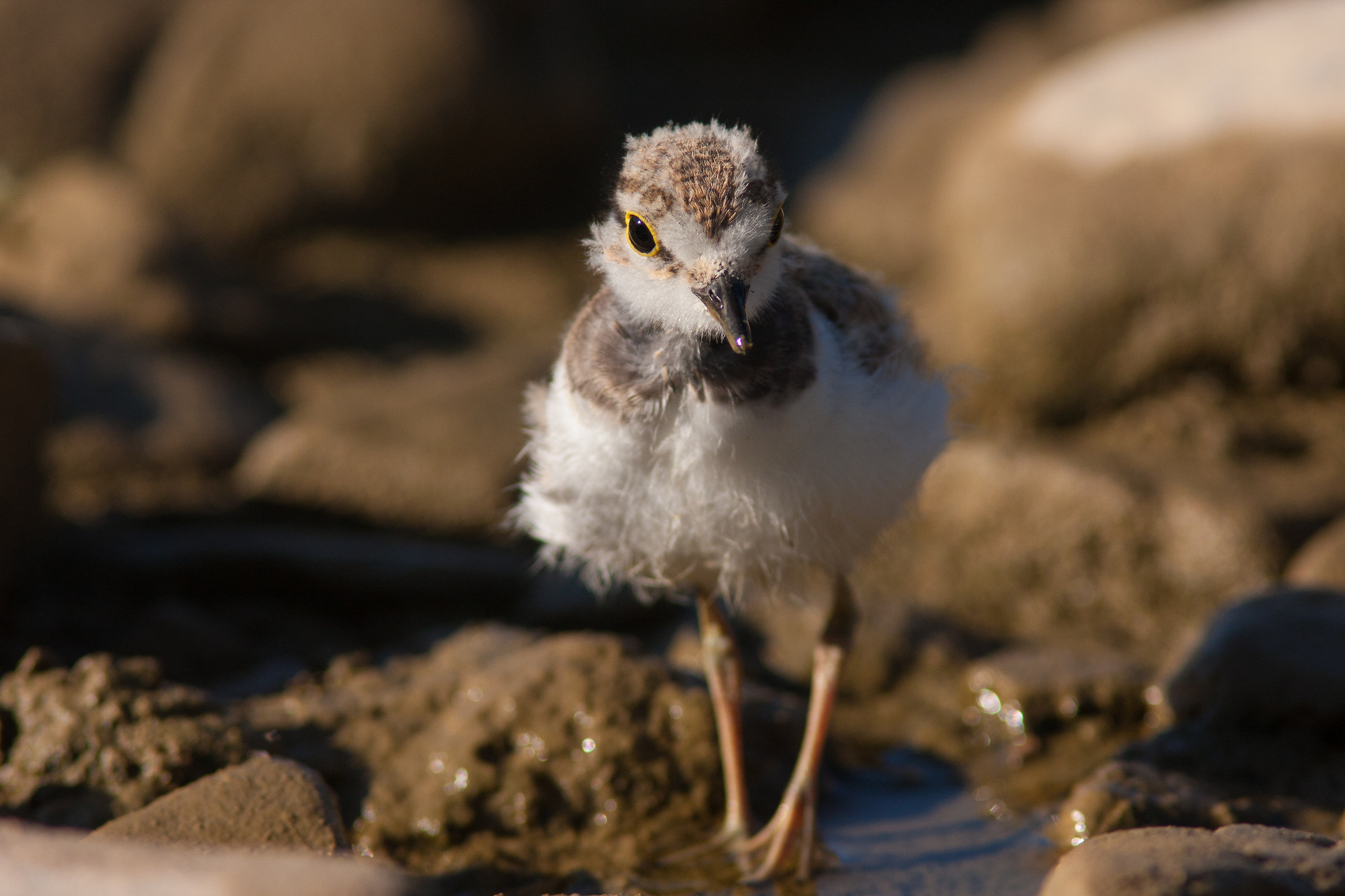 Little ringed plover