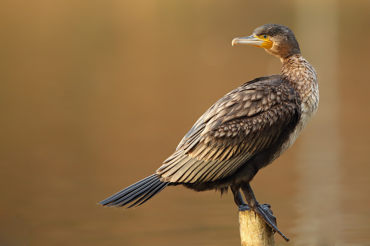 Cormorant