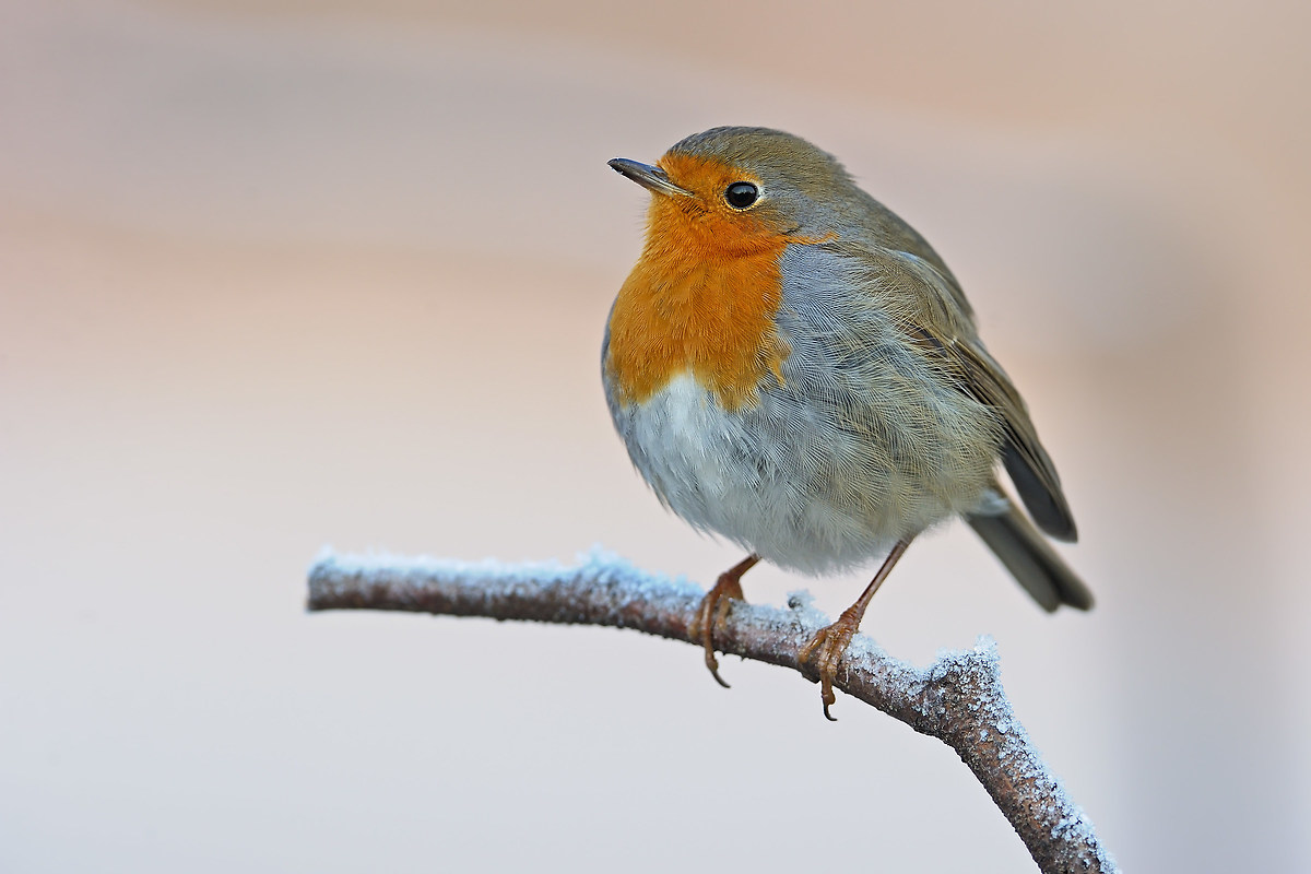 Robin.