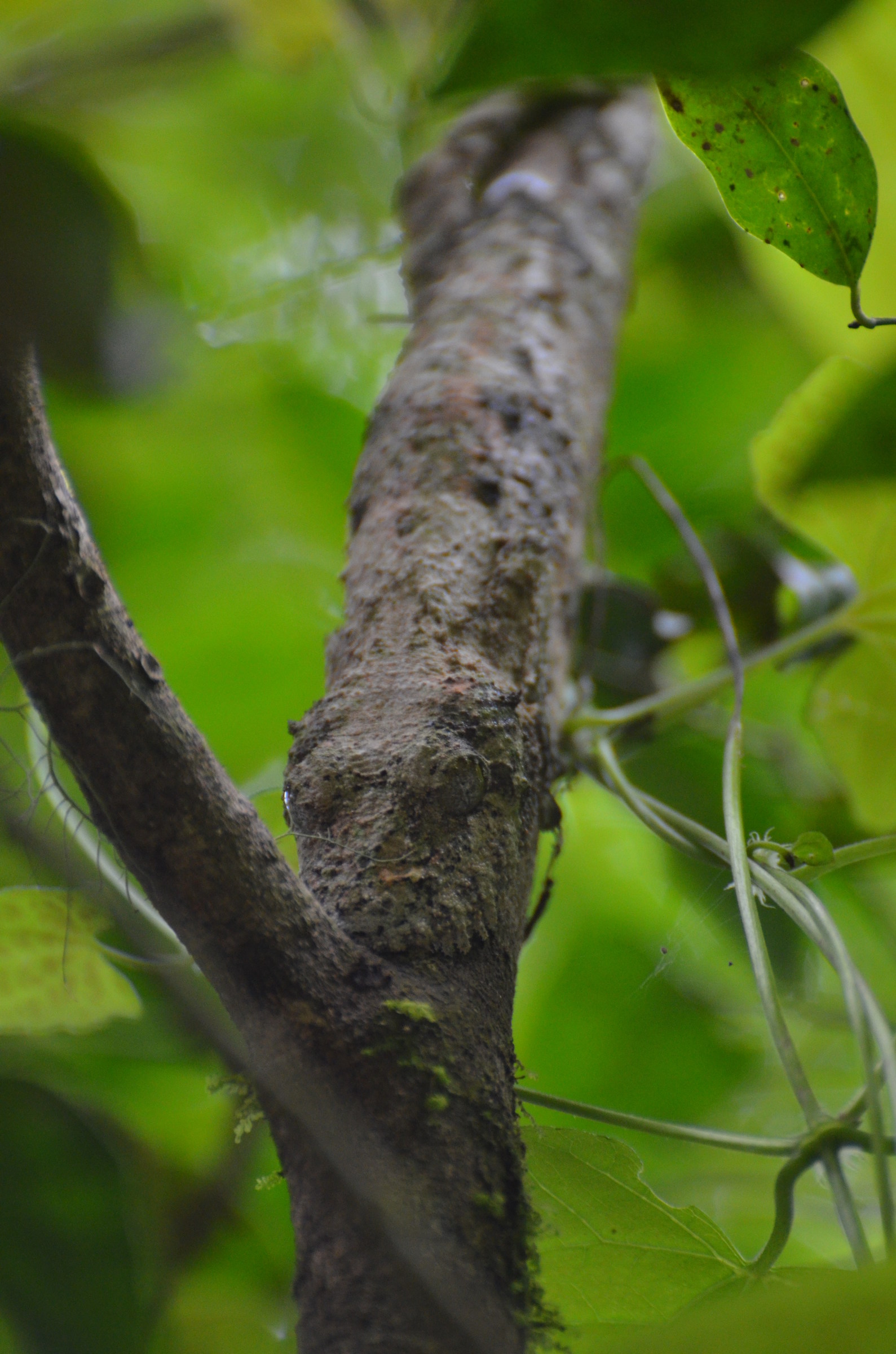 Uroplatus sikorae (Geco "leaf-tailed")