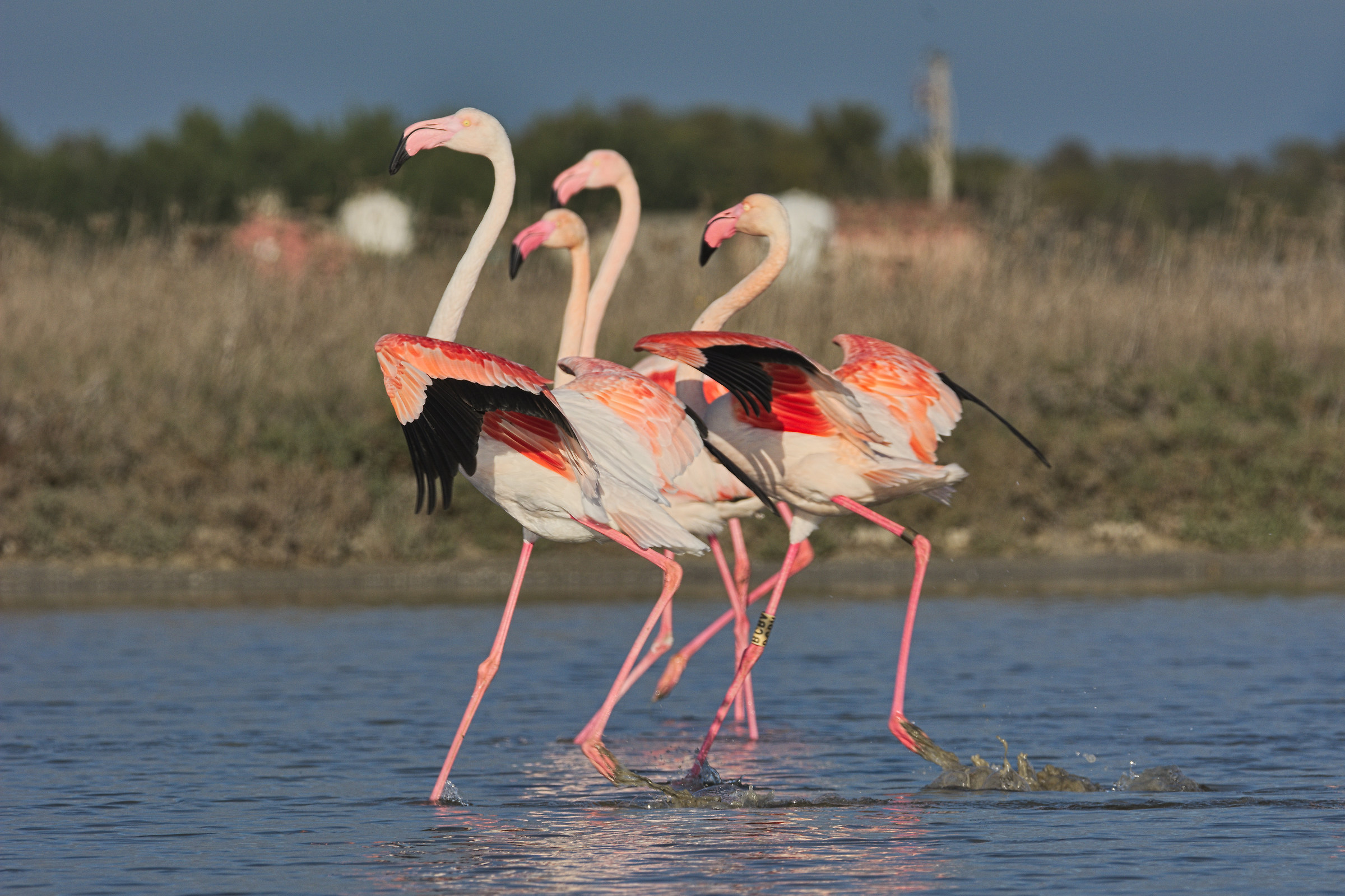 Flamingos