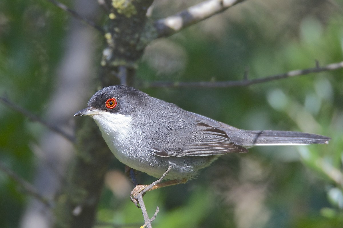 Occhiocotto (Sylvia melanocephala)