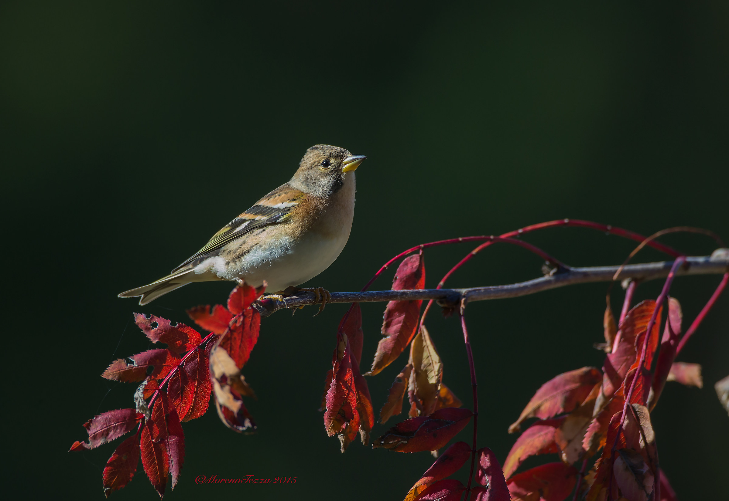 Brambling ....... in red