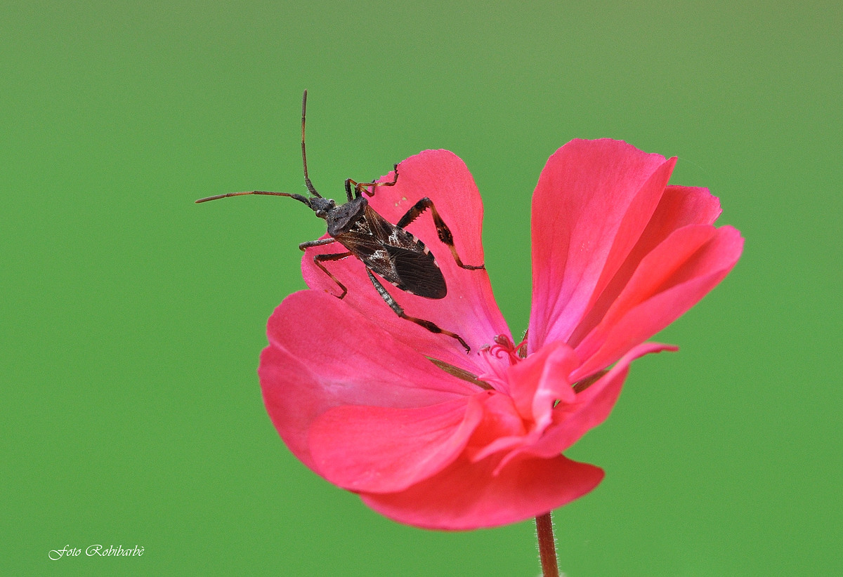 Leptoglossus occidentalis ... sul geranio..