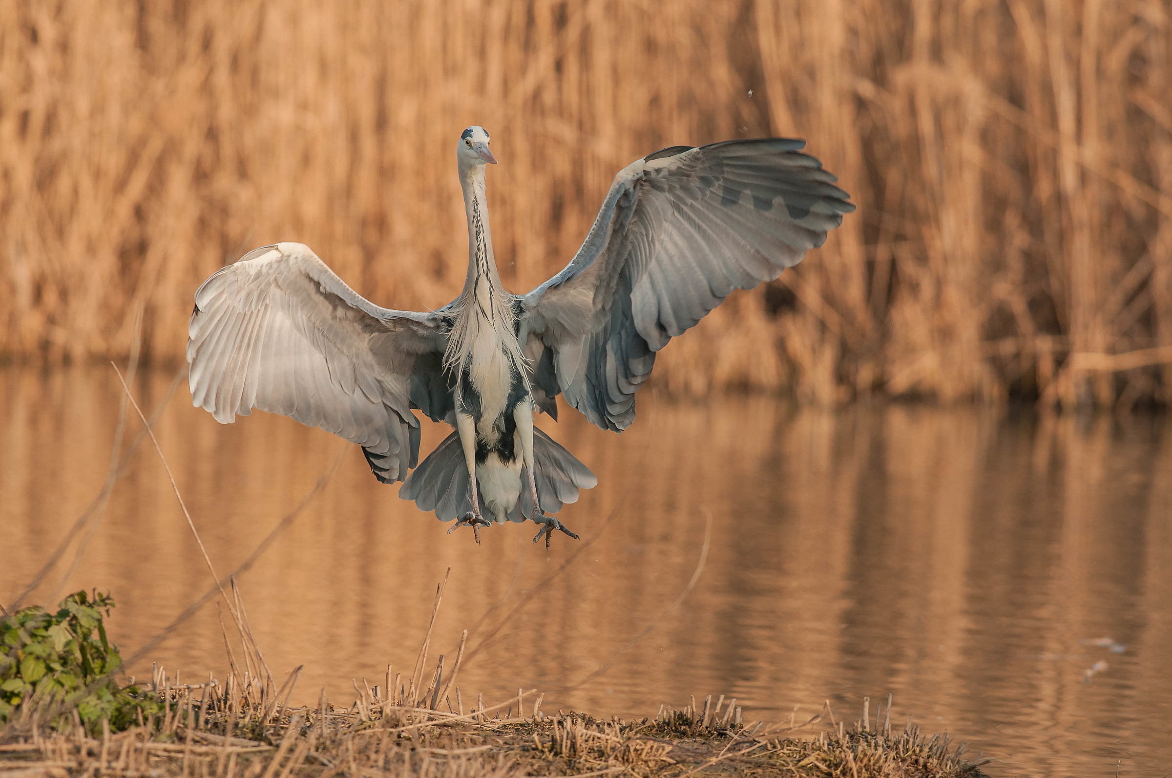 sghèrz zinarèn (airone cenerino)