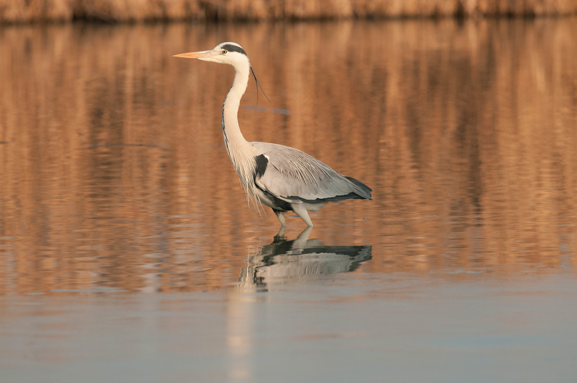 sghèrz zinarèn (airone cenerino)