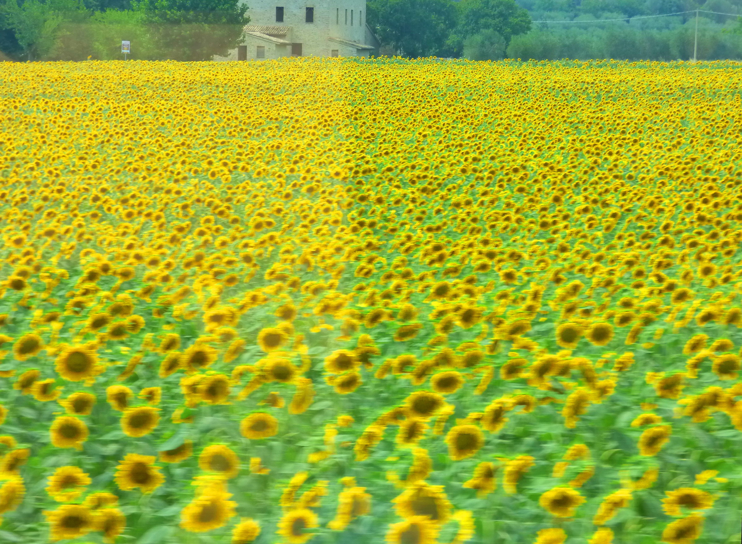 Sunflowers