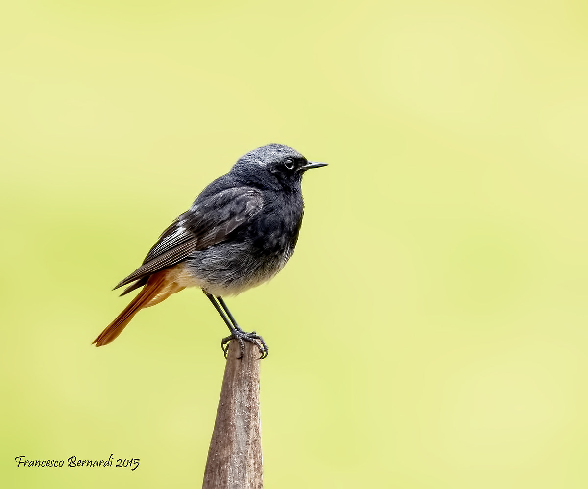 Chimney sweep Redstart