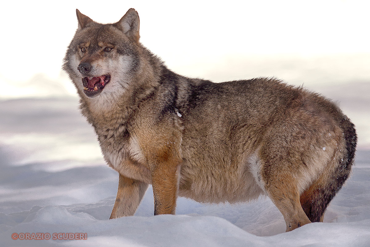 Canis lupus (Bayerischer Wald)