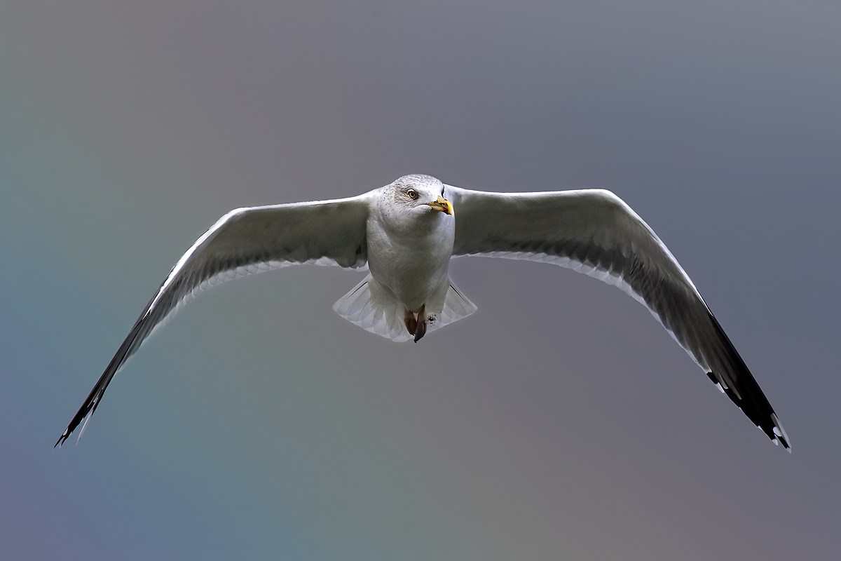 Finian's Rainbow - Saffron in flight