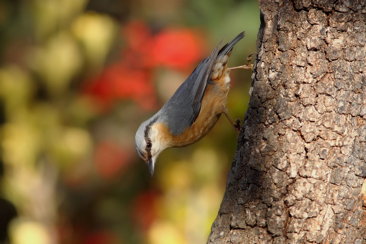 nuthatch