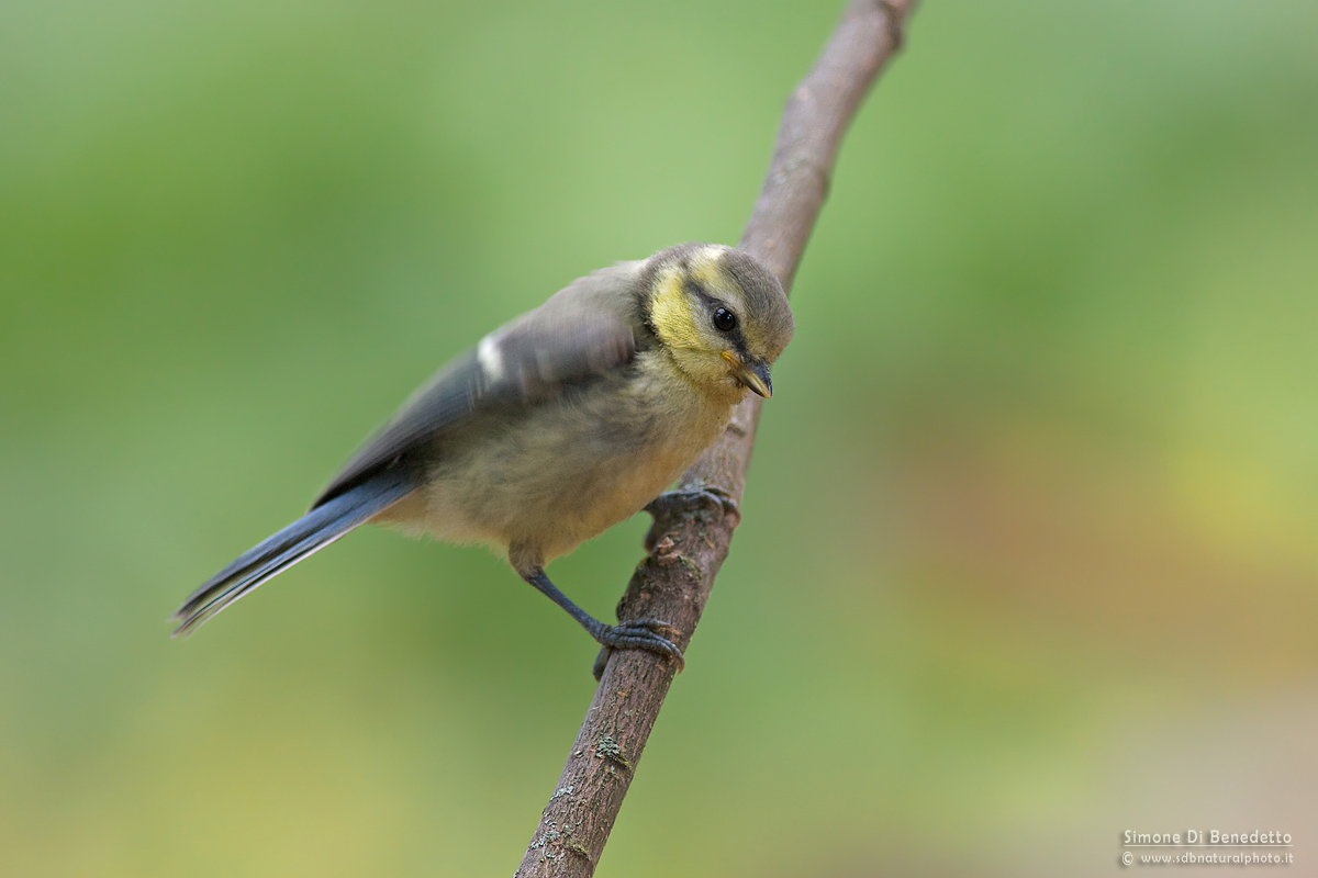 Small tit