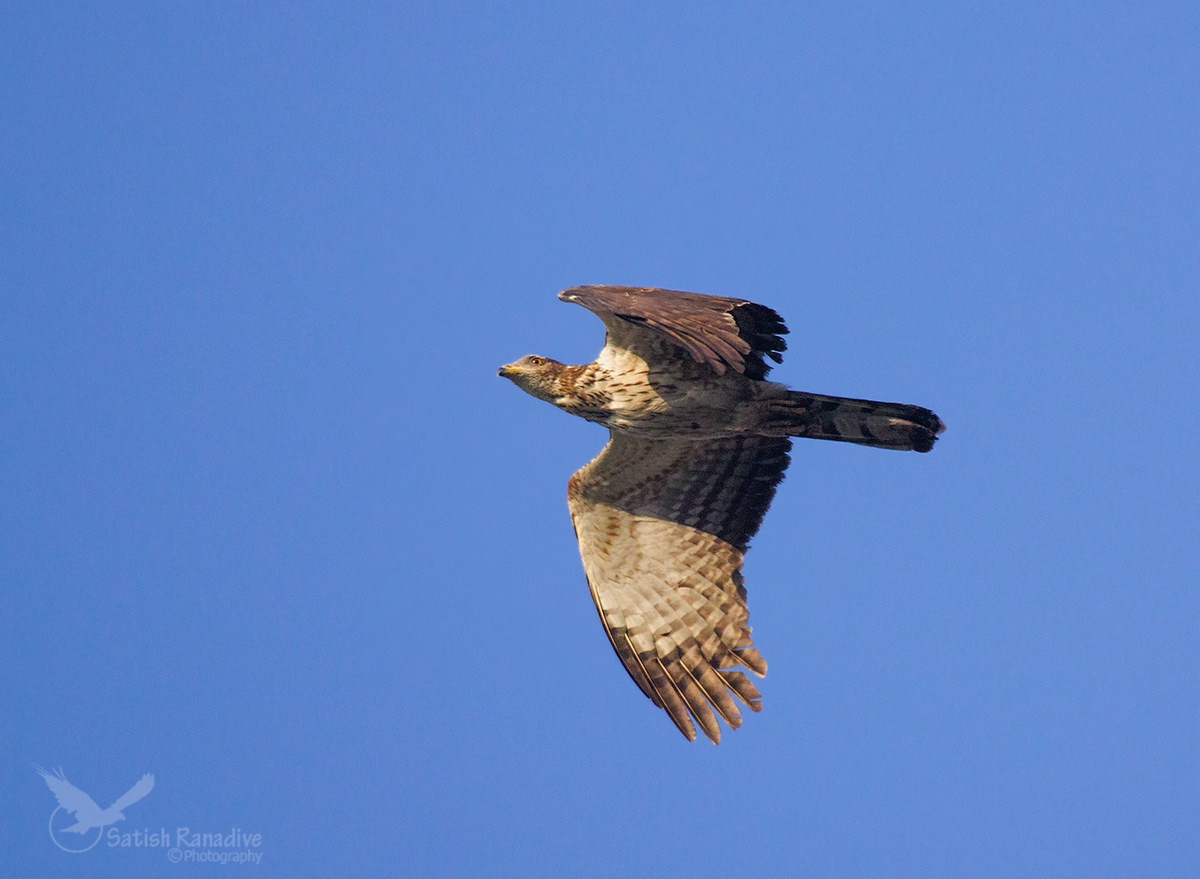 Oriental Honey Buzzard.