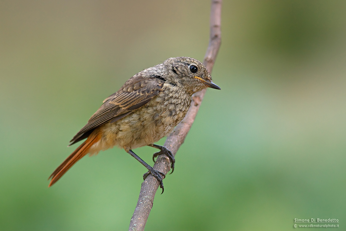Small Redstart