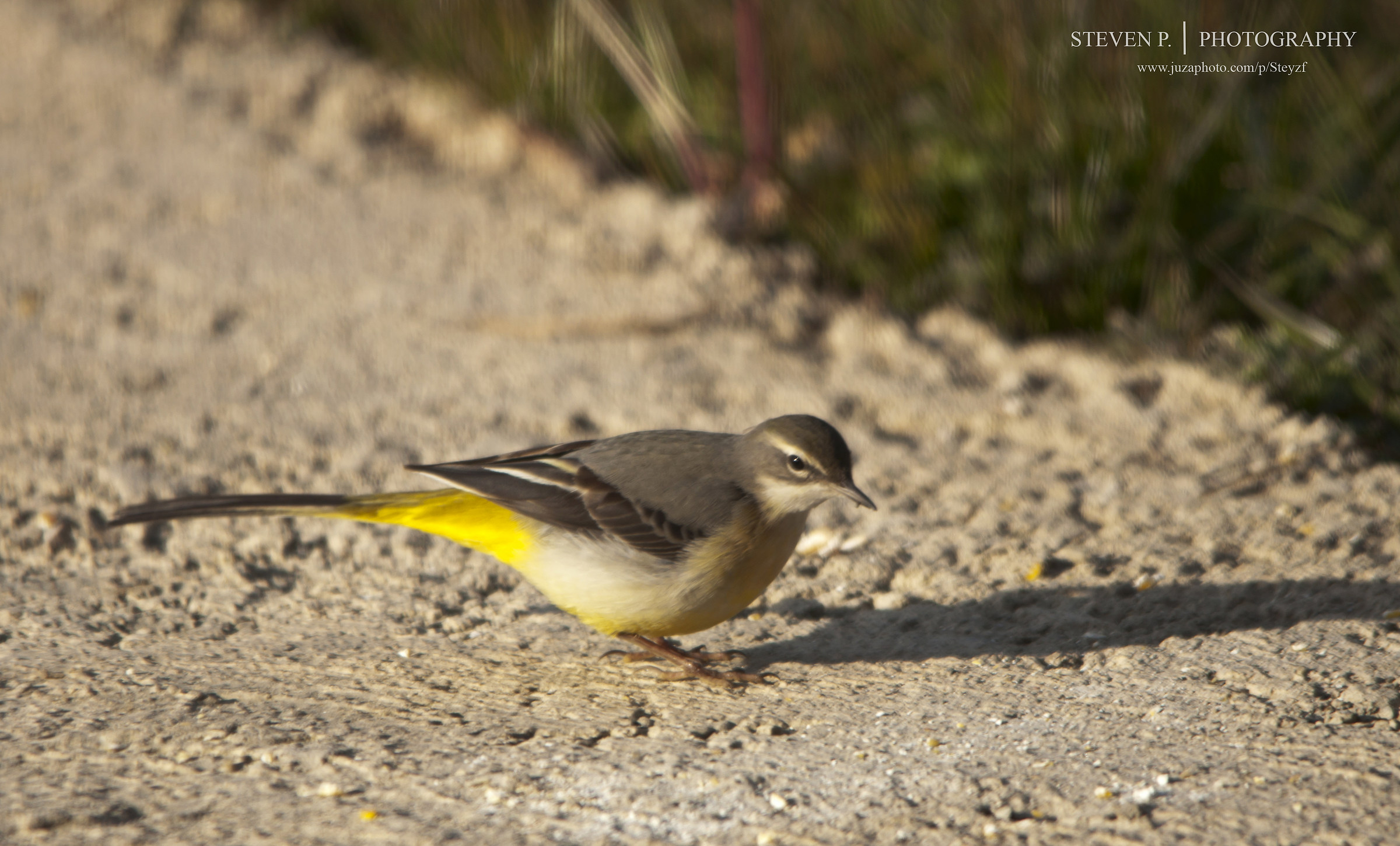 Wagtail