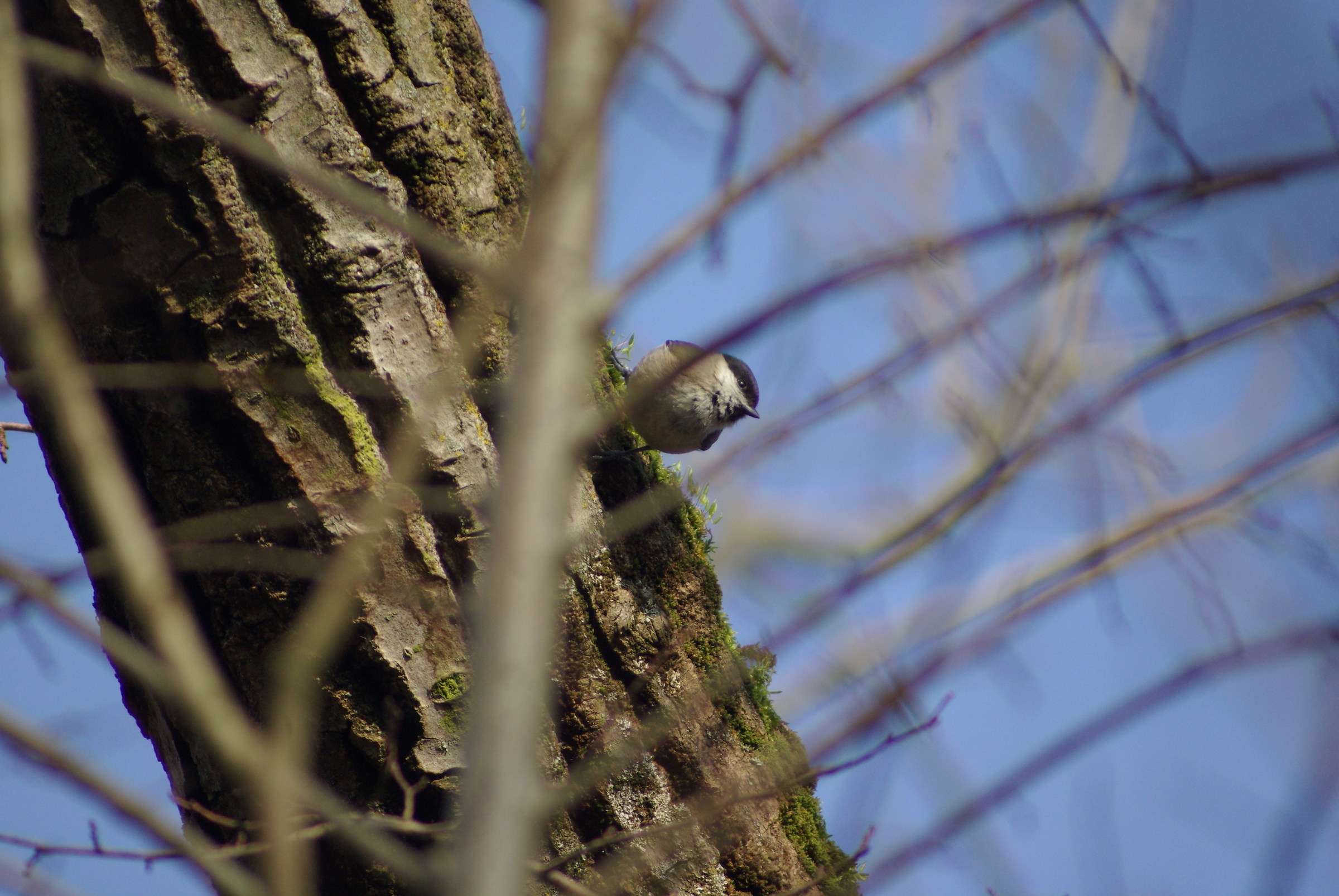blackcap acrobat