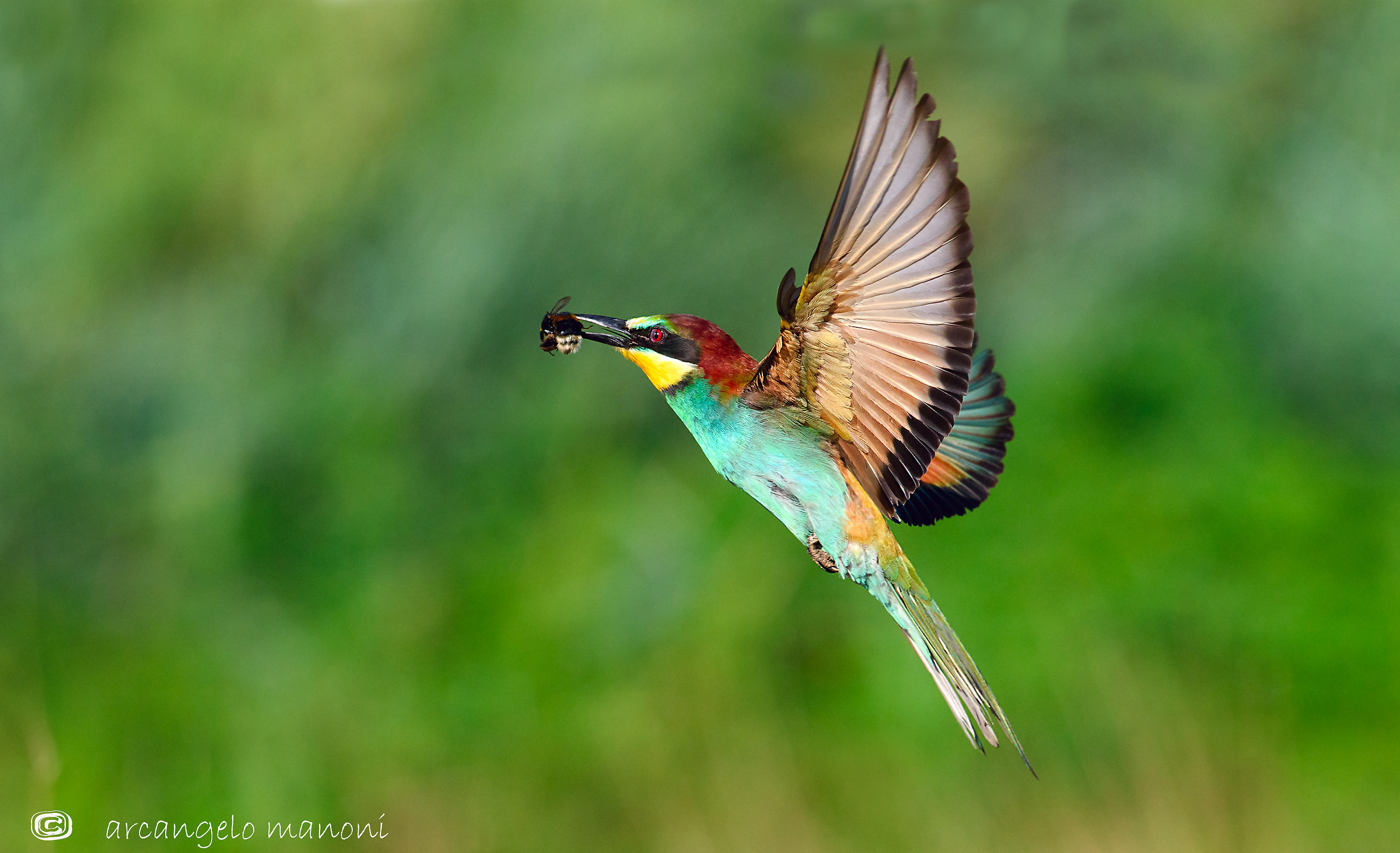 Lo scopo della vita: nutrire la prole