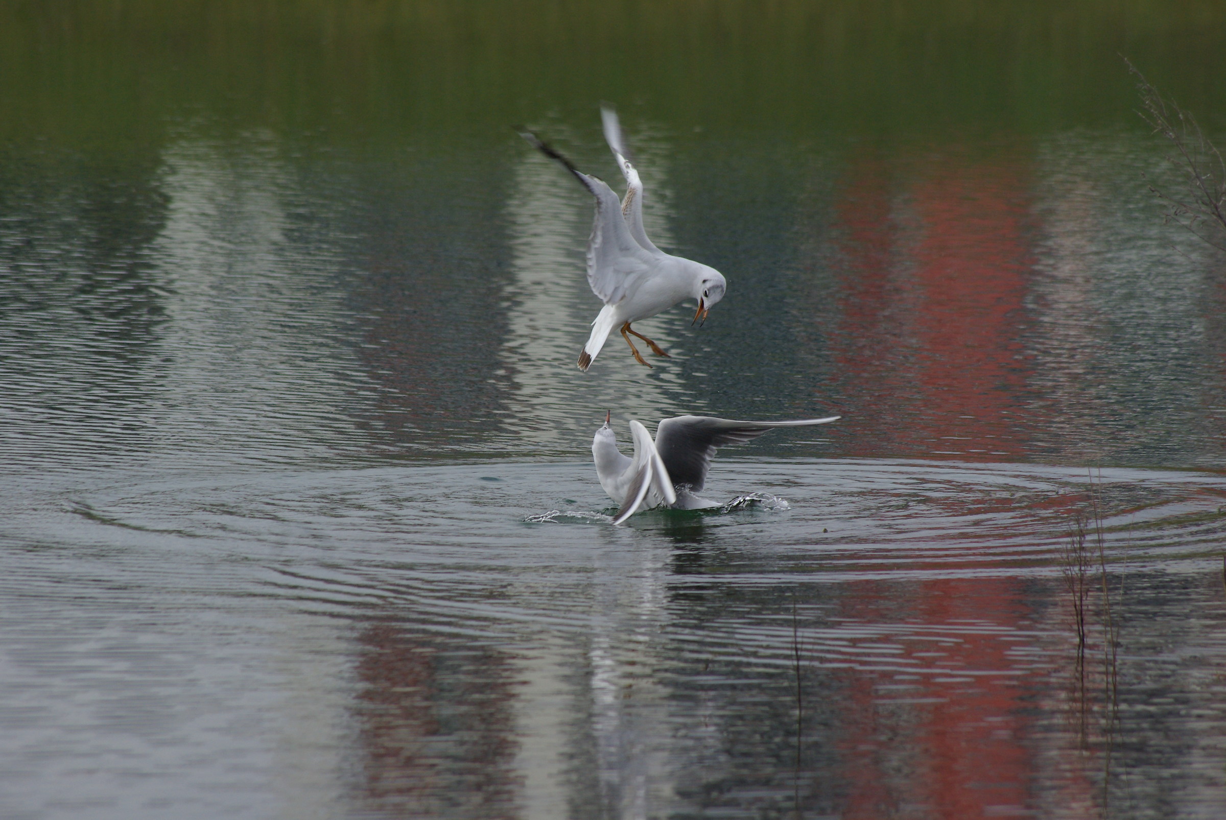 seagulls squabbling