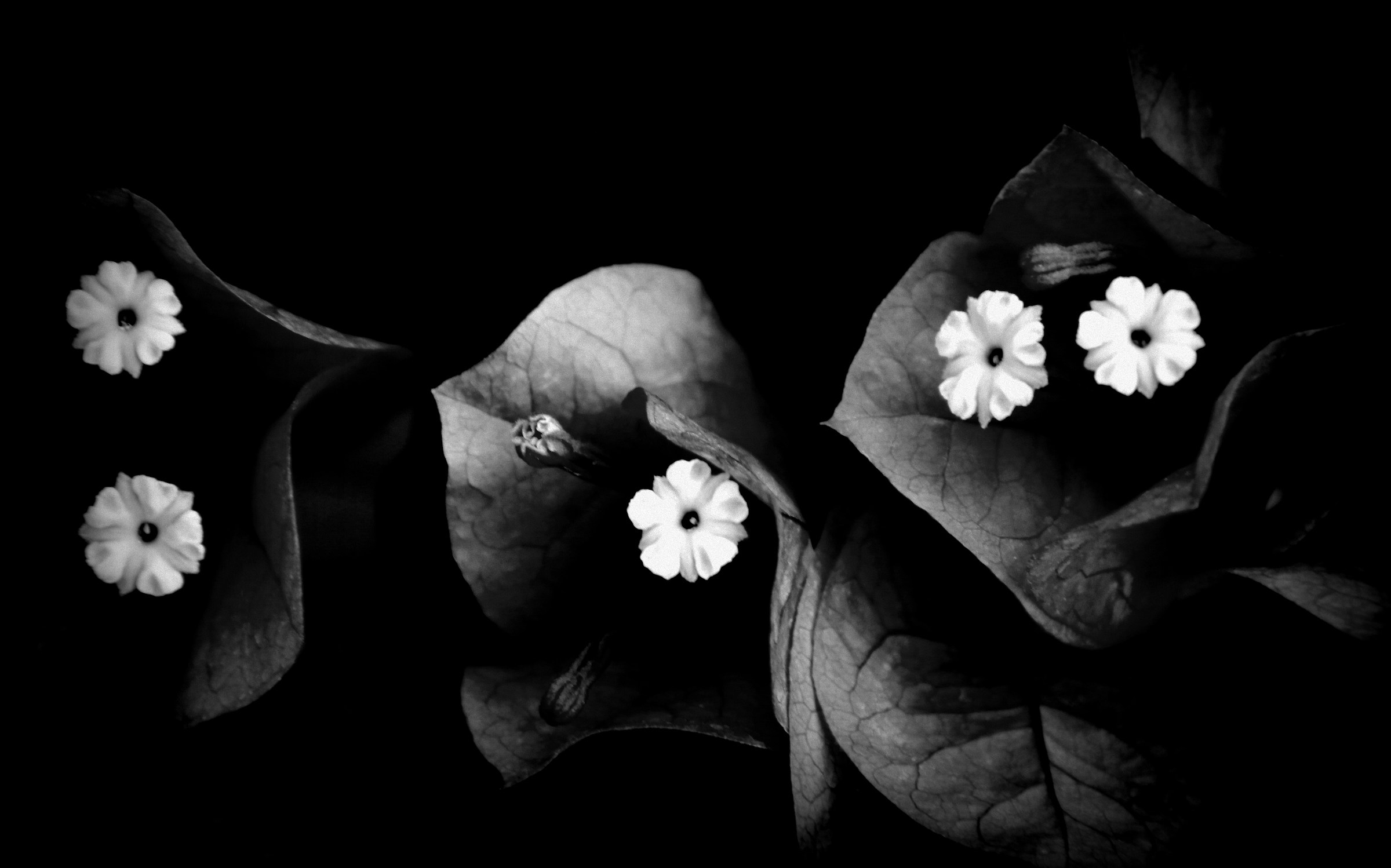 Flowers of bougainvillea