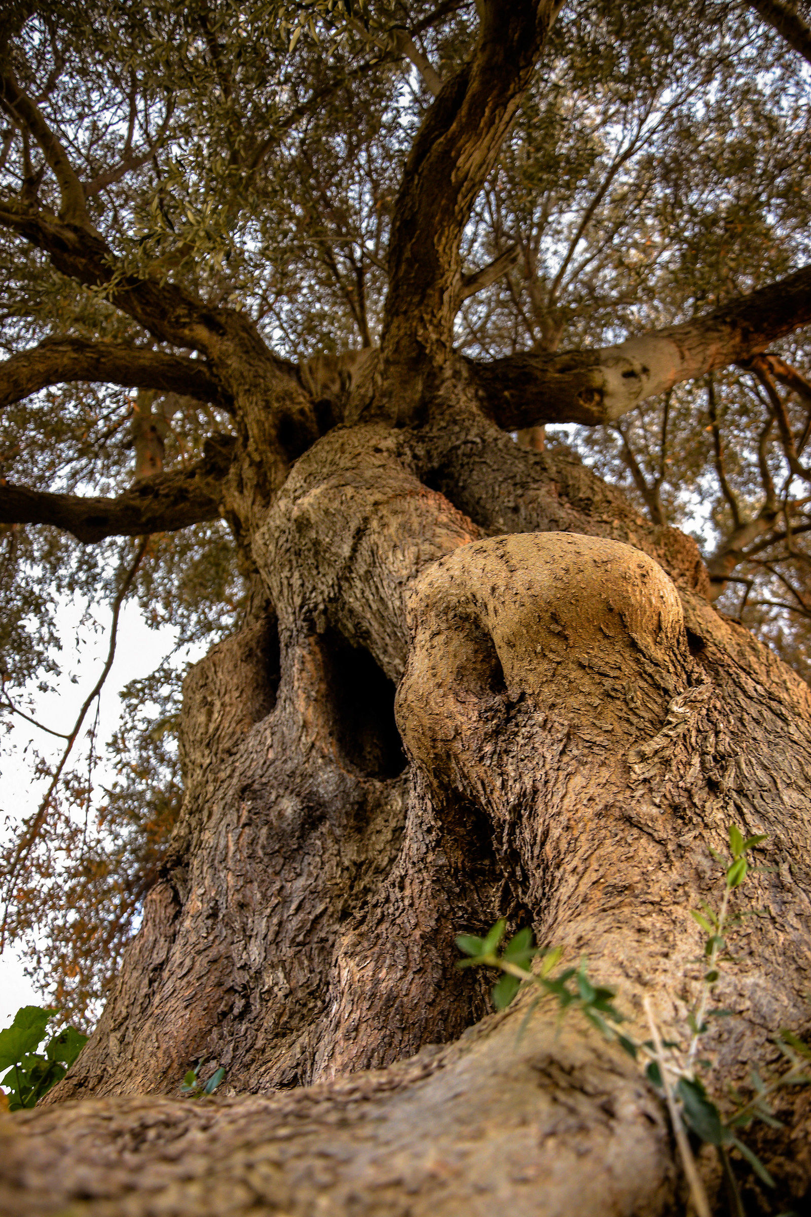 L'albero secolare