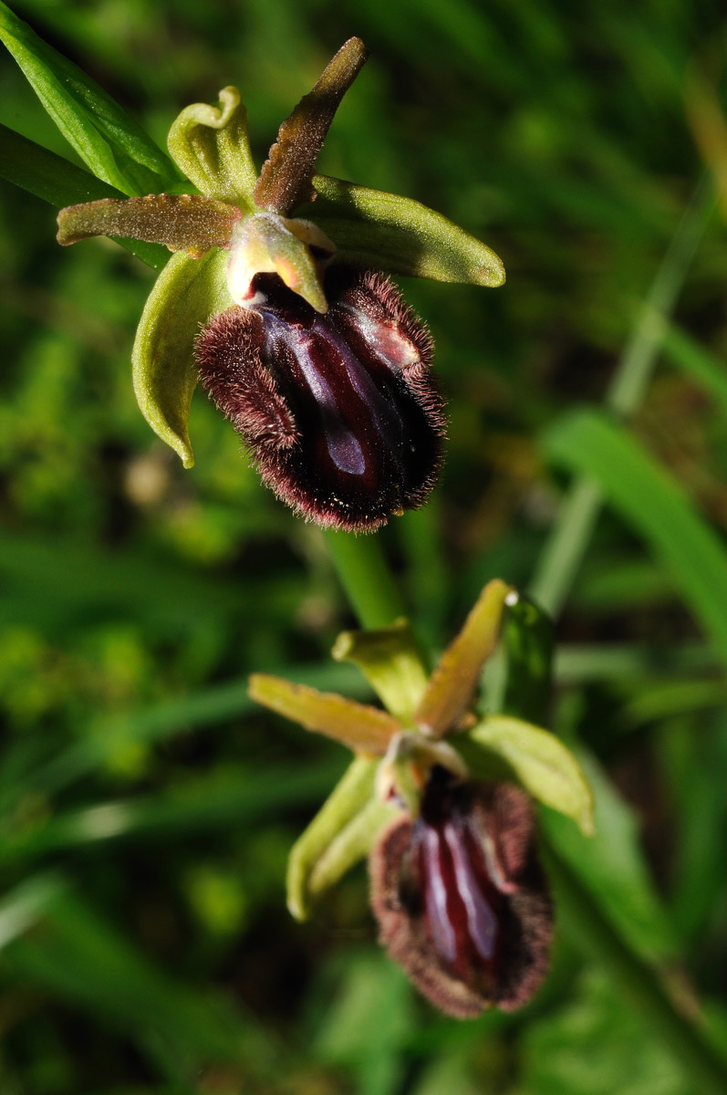 Ophrys incubacea