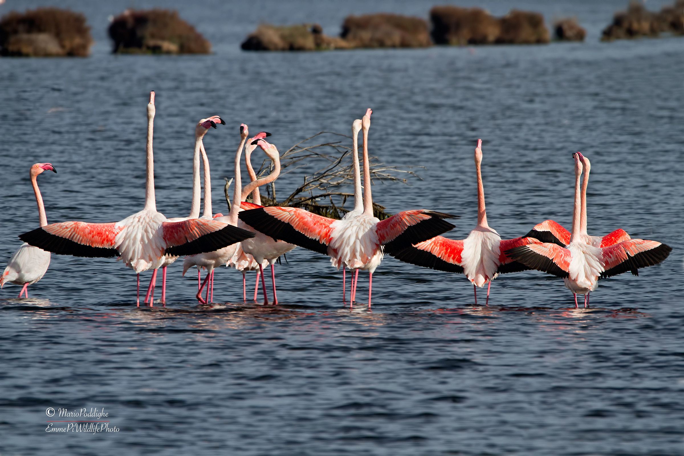 Pink flamingos and mating display
