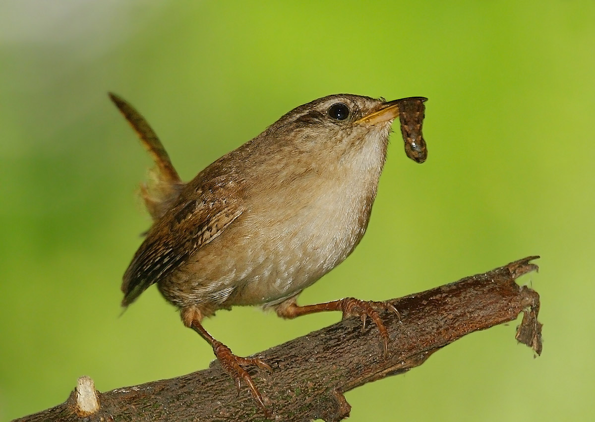 wren