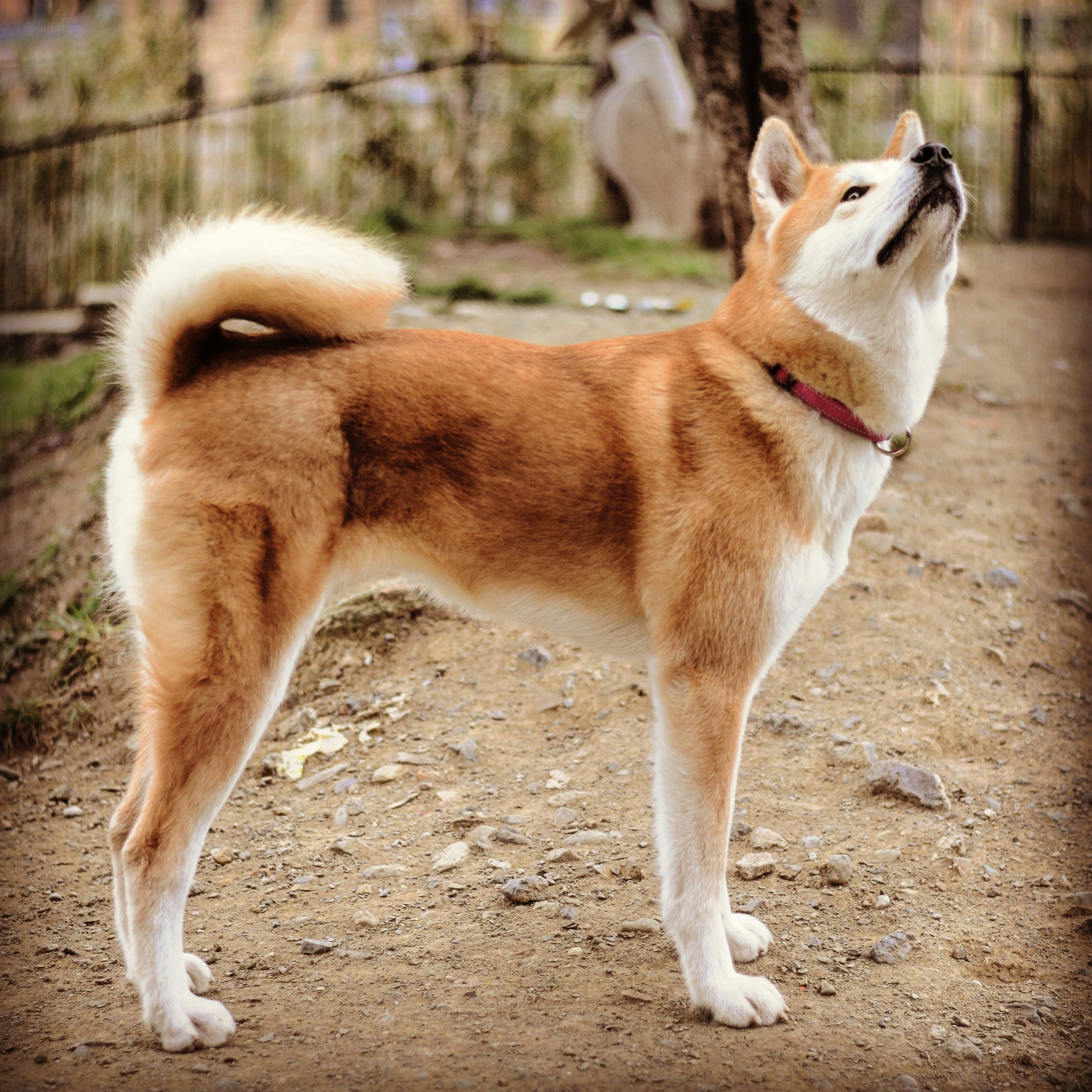 Peach (my akita inu)