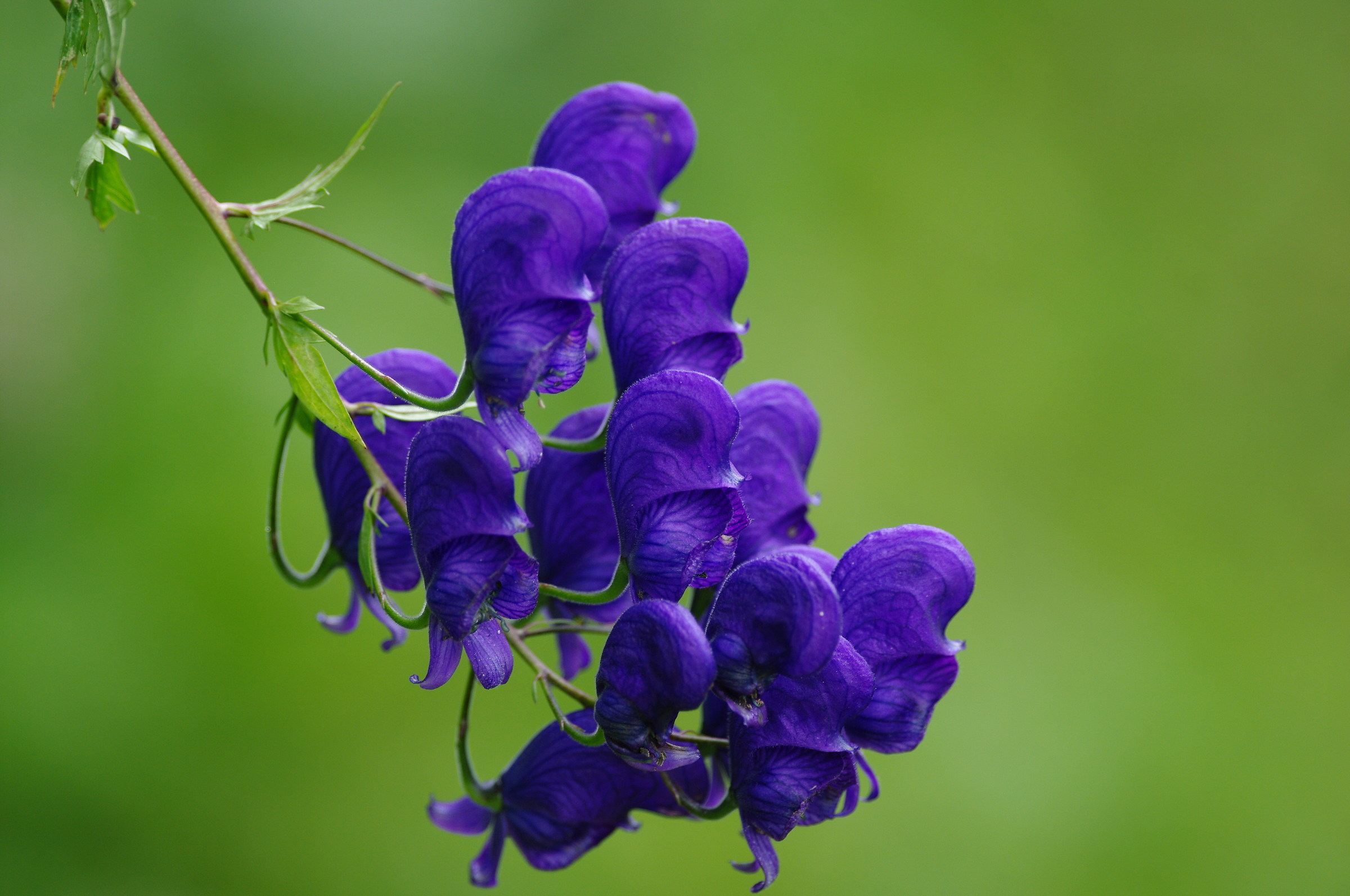 Aconite