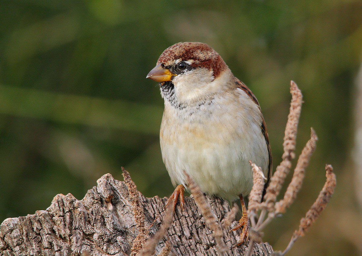 sparrow