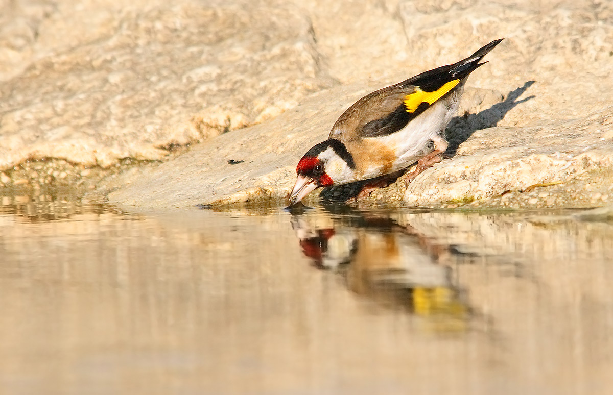 goldfinch