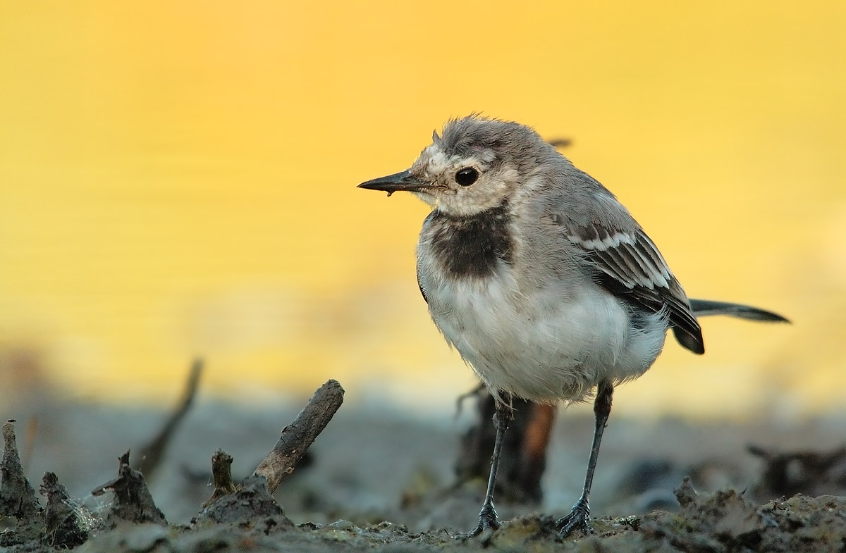 White Wagtail