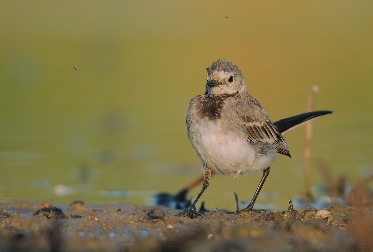 White Wagtail