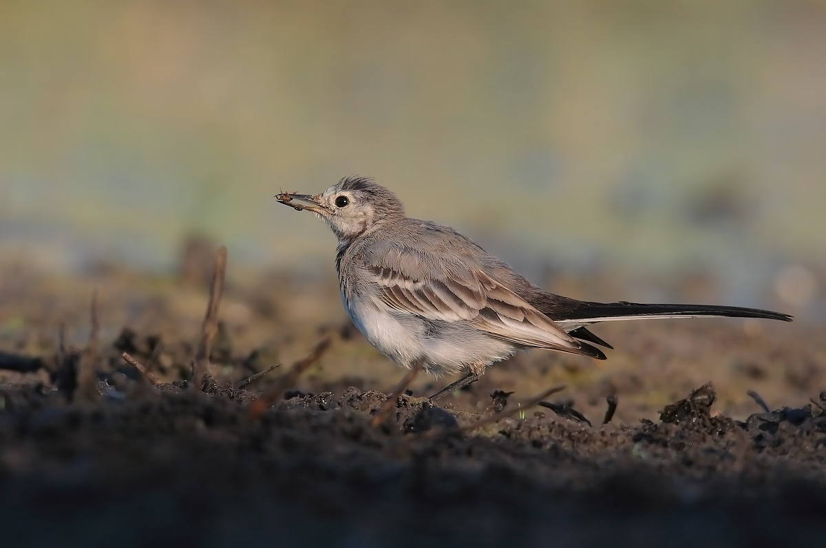 White Wagtail