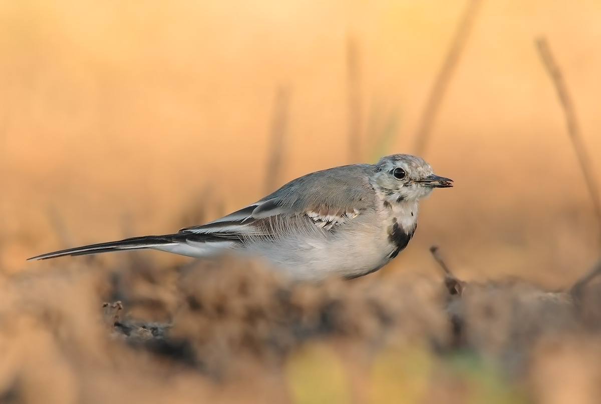 White Wagtail