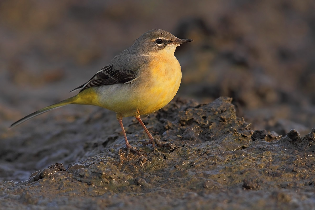 wagtail