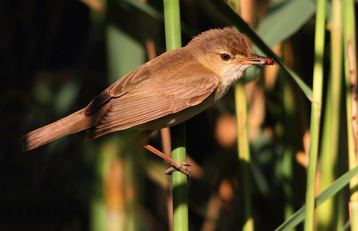 reed warbler
