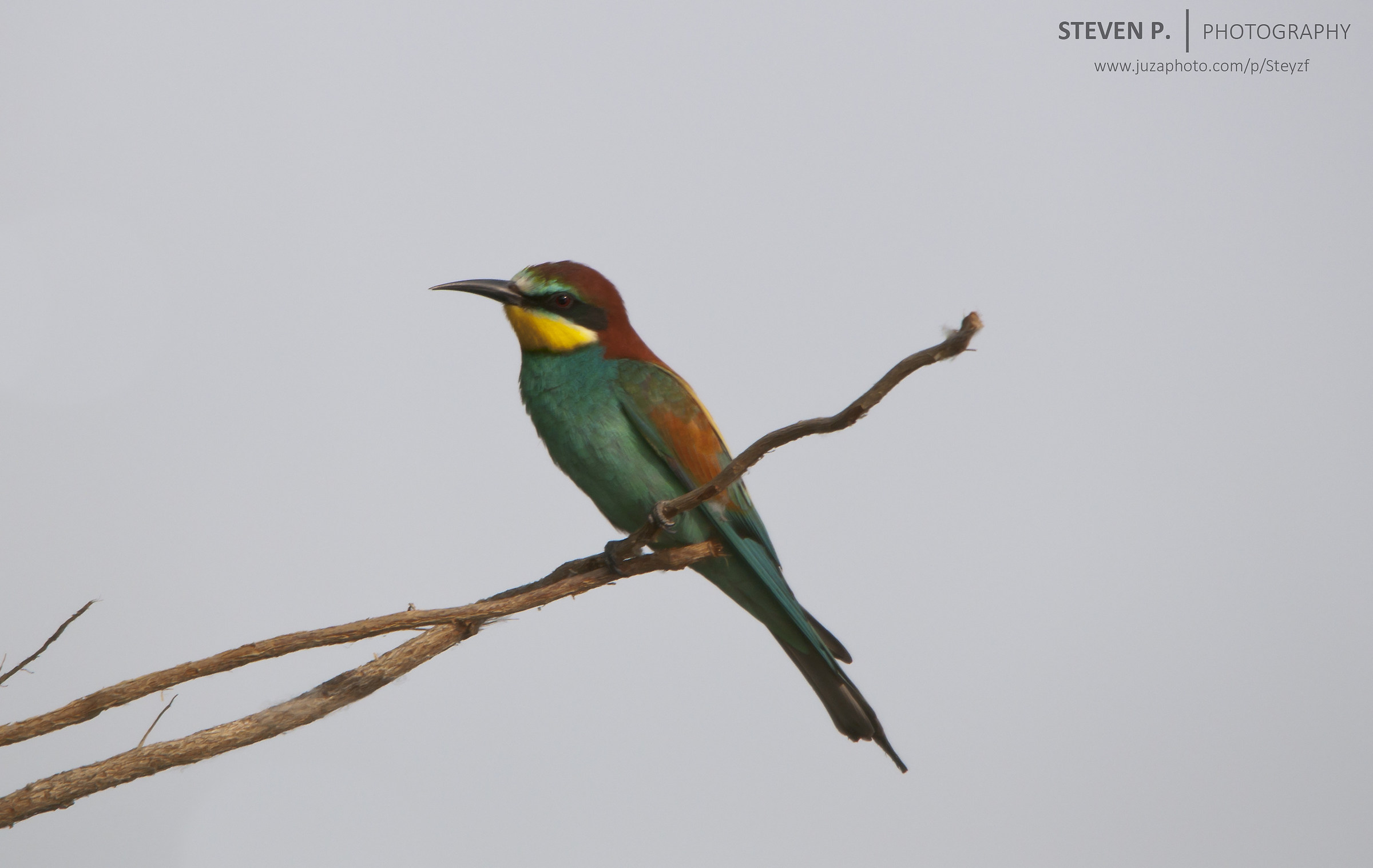 European bee-eater