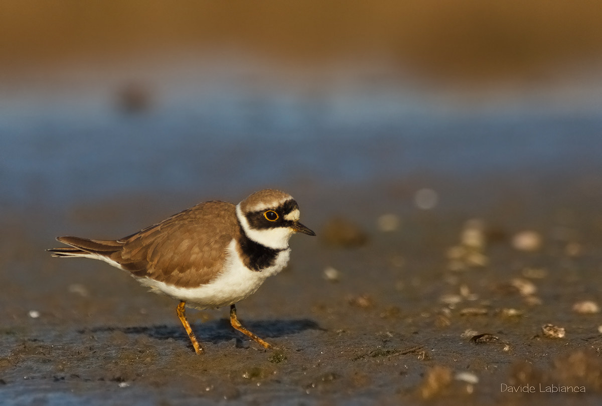 little ringed plover