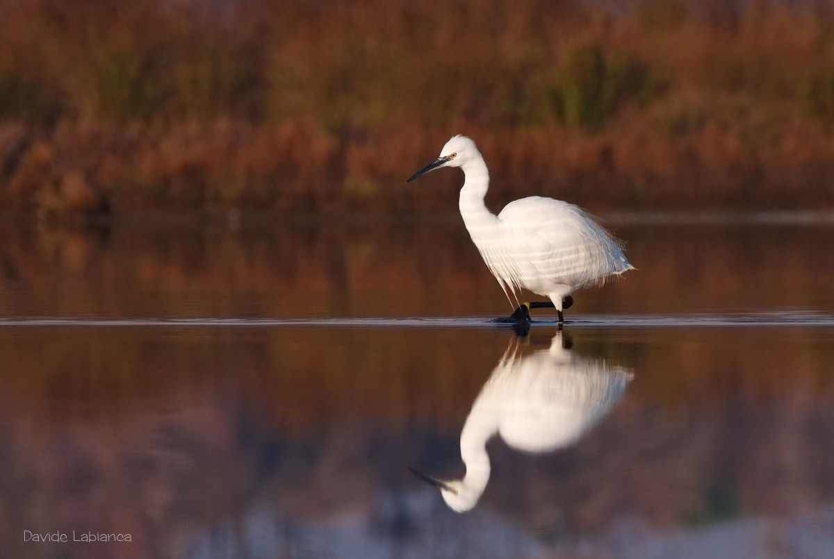 Egret at dawn